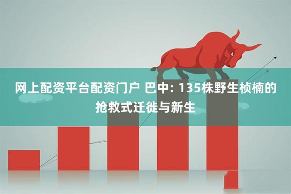 网上配资平台配资门户 巴中: 135株野生桢楠的抢救式迁徙与新生